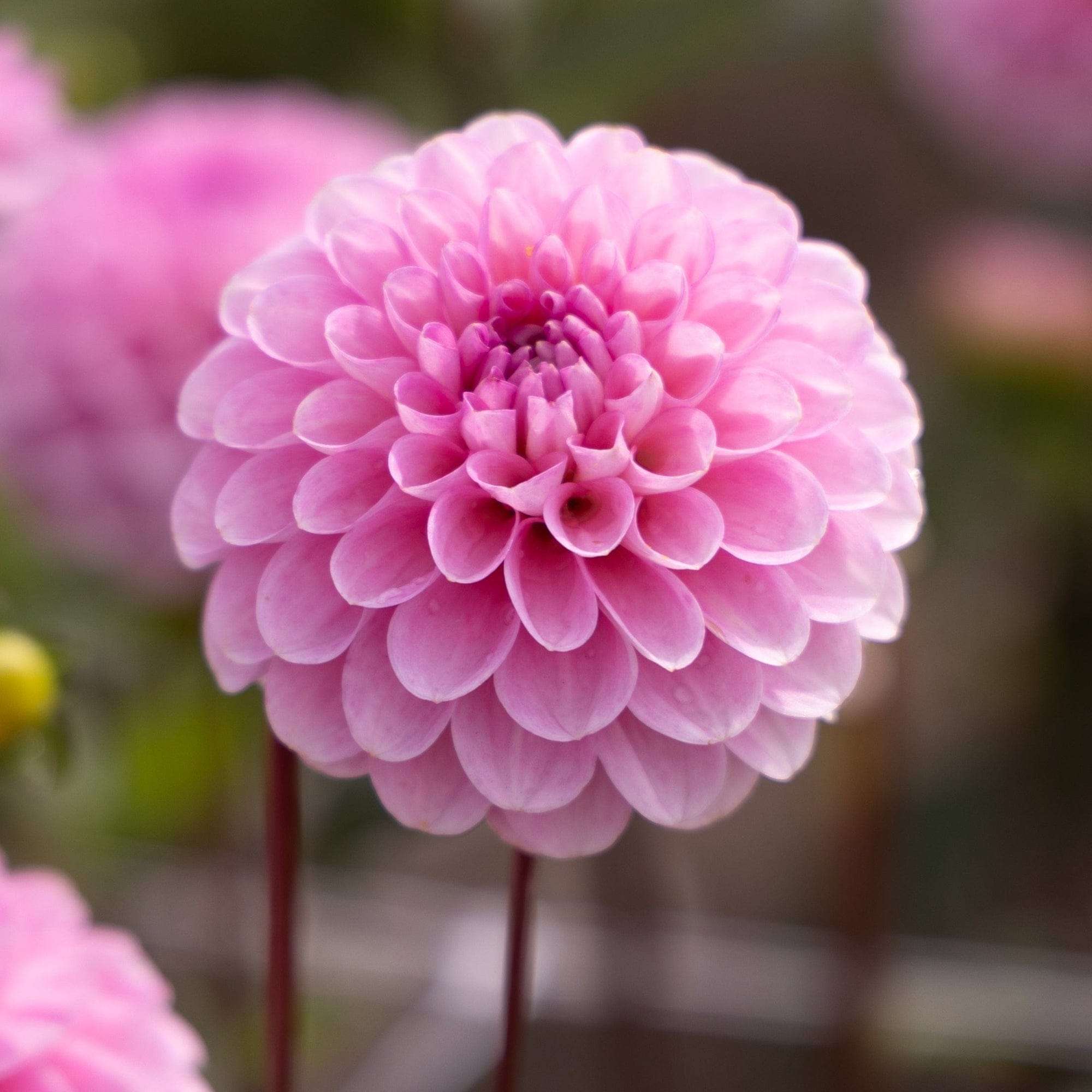 Dahlia 'Wizard of Oz'